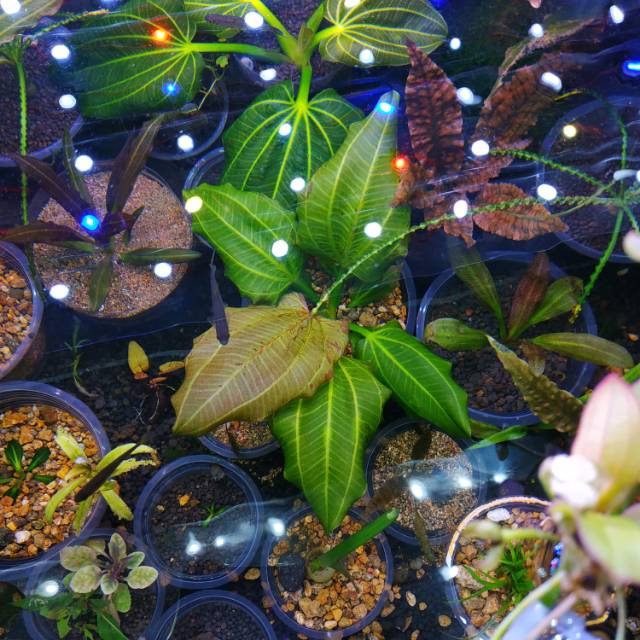 PAKET TANAMAN AQUASCAPE AQUARIUM KECIL