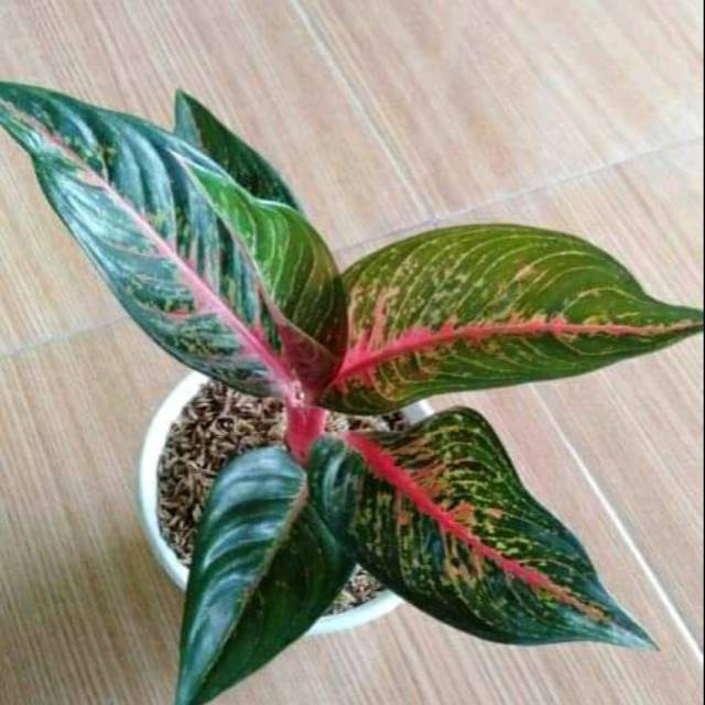 

Bibit bunga hias hidup anglonema