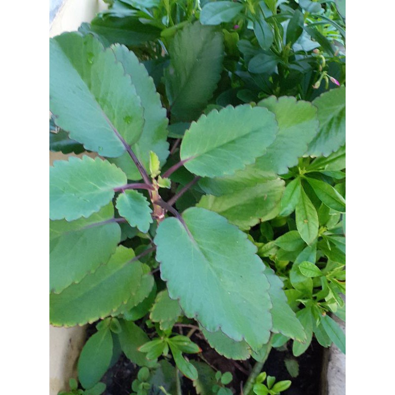 Daun atau Tanaman Obat COCOR BEBEK / SOSOR BEBEK / Tanaman BRYOPHYLLUM