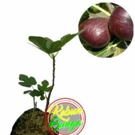 Kw+ Tanaman Buah Tin/Ara Purple Jordan Ada