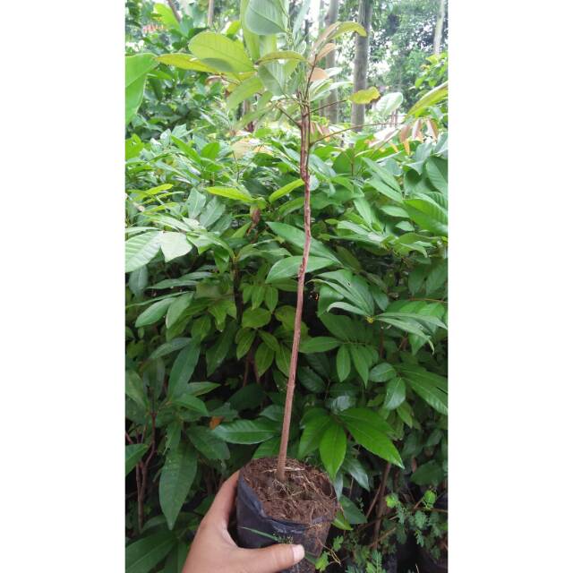 BIBIT KELENGKENG SEEDLING SEMAI BIJI