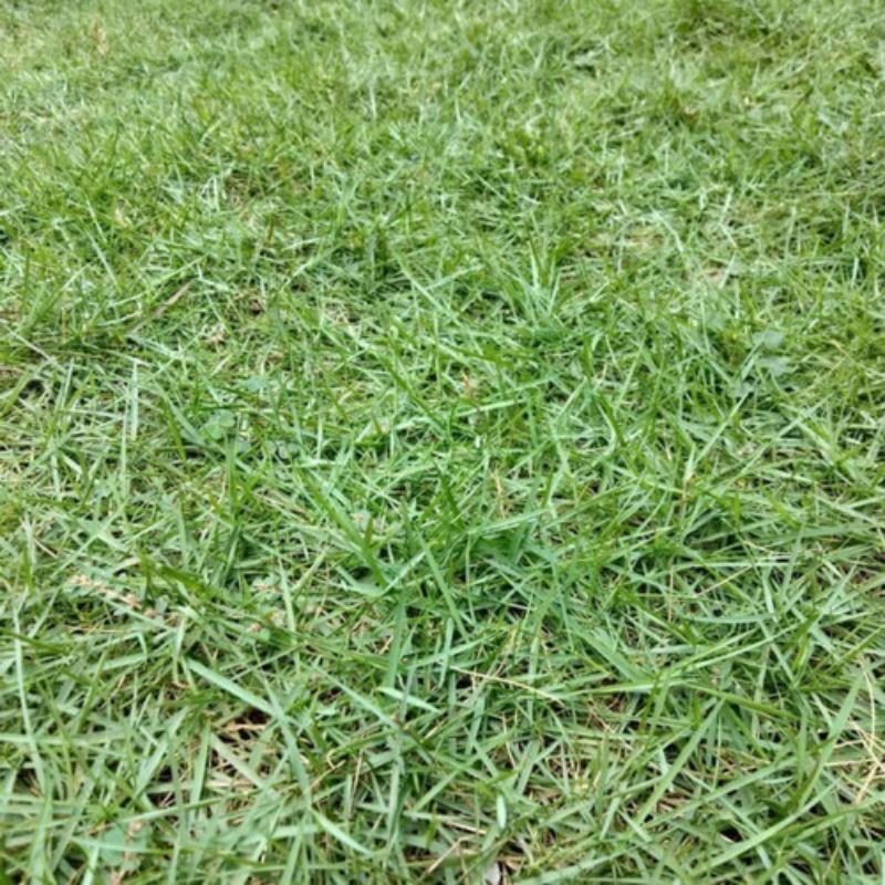 Jual Rumput Peking Jepang 1 meter/Rumput jepang 1M - rumput jepang murah