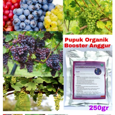 Pupuk Booster Anggur Pupuk Organik Perangsang Buah Anggur