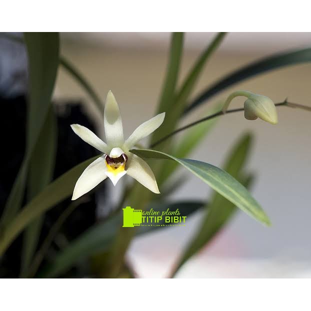 anggrek spesies epygenium cymbidiodes