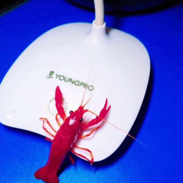 Orange Lobster Hias Air tawar uk. 2 inci