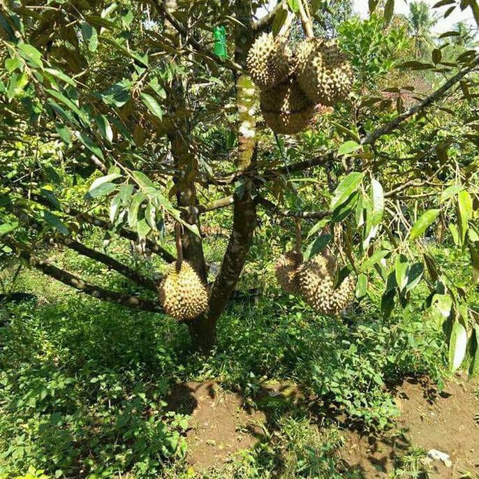 Terkeren 16 Gambar Durian Musang King Berbuah Richa Gambar