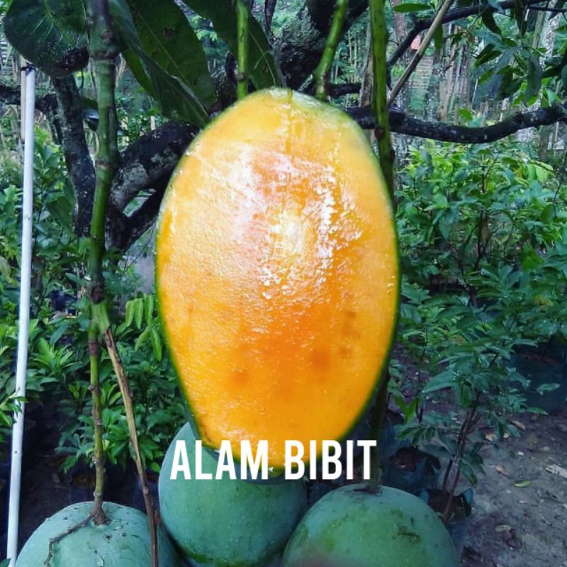 BIBIT MANGGA HARUM MANIS (COCOK DI TANAM POT)