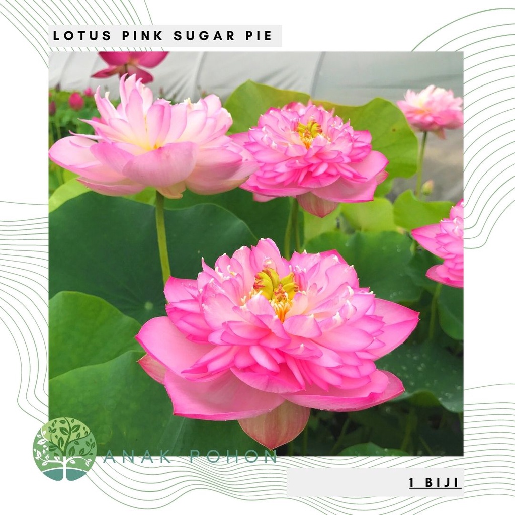 Benih Bibit Biji - Bunga Lotus PINK SUGAR PIE Tanaman Air Seroja Bukan Teratai Flower Seeds - IMPORT