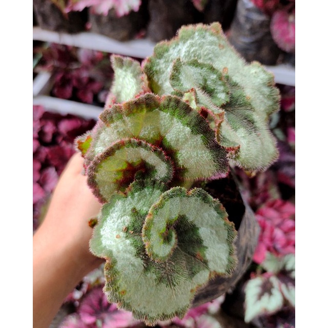 Begonia Keong Hijau