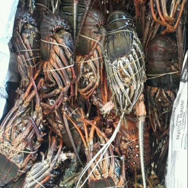 

LOBSTER SEGAR