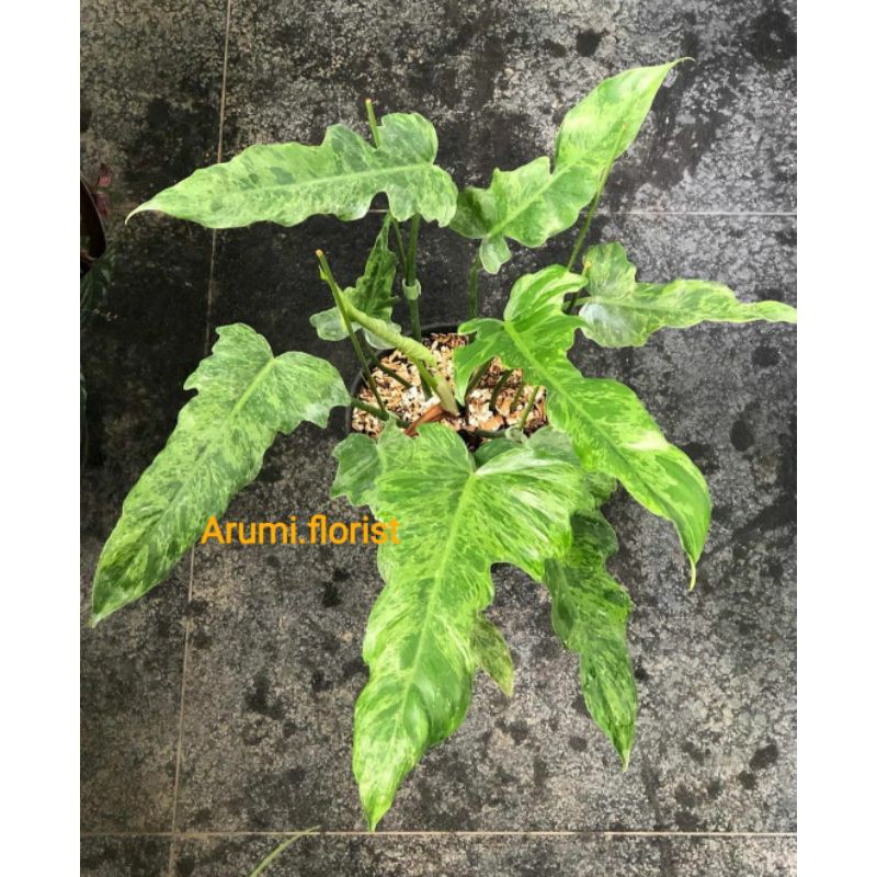 Tanaman Hias Philodendron LimeFiddle