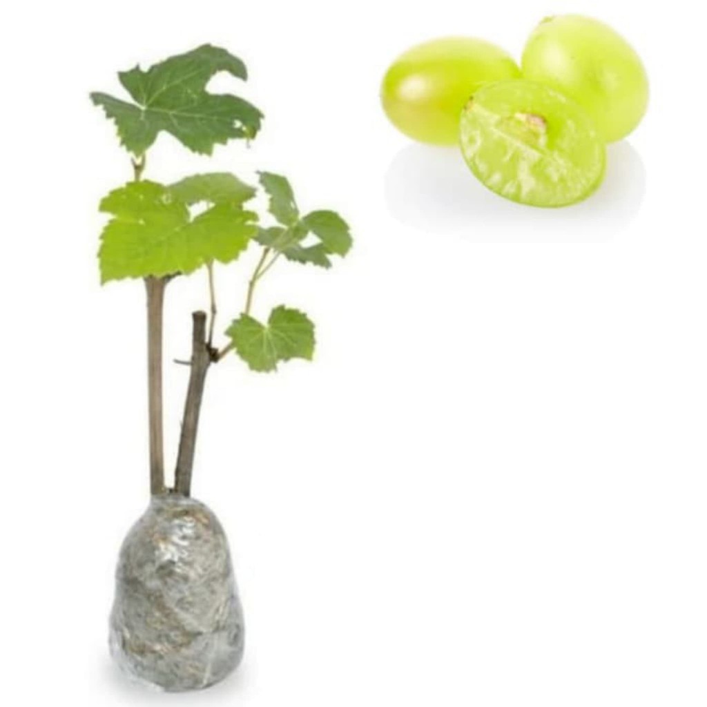 Bibit Tanaman Anggur Hijau Tanpa Biji