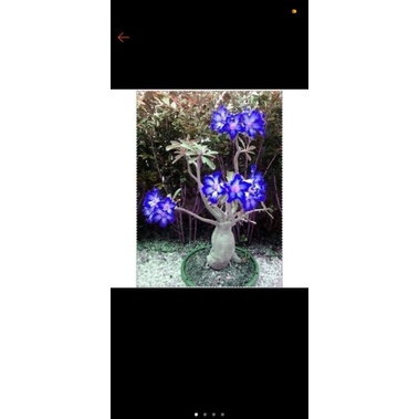 Bibit bunga hidup Kamboja Jepang/adenium godji /Bonsai Bluewhite adenium arabicum adenium tumpuk FLO
