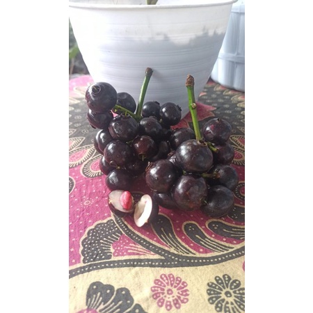 BUAH GOWOK KUPA MATANG SEGAR 1KG