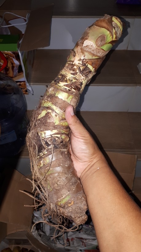 Paket Jumbo (watsonianaprinceps)