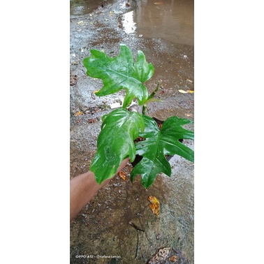 tanaman philodendron mayoi/tanaman hias philo mayoi/philodendron mayoi