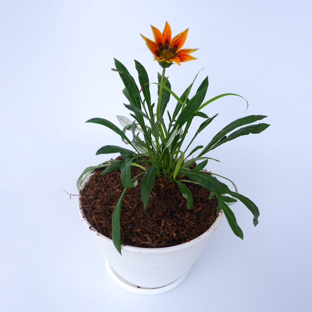 Tanaman Hias Gazania Orange