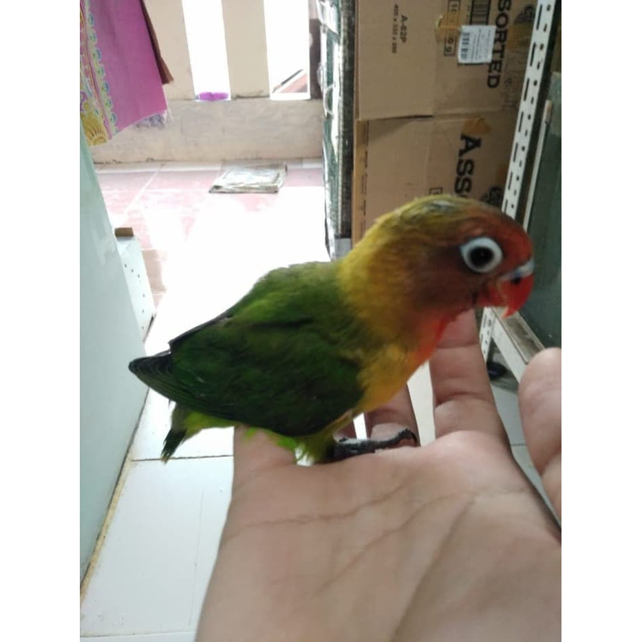 Burung Lovebird Lb Josan Hijau Standart Jinak Lolohan Ternakan