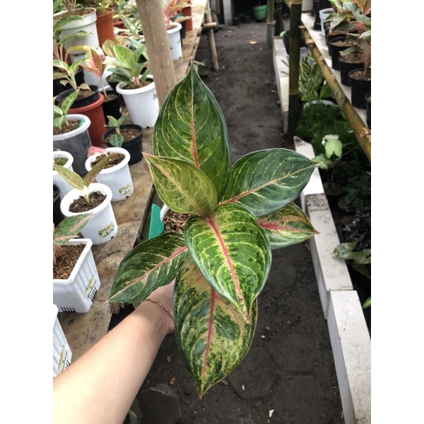 aglaonema red imelda