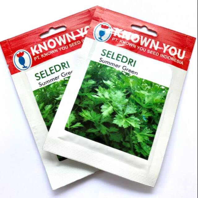 Benih Seledri Summer Green - Known You Seed