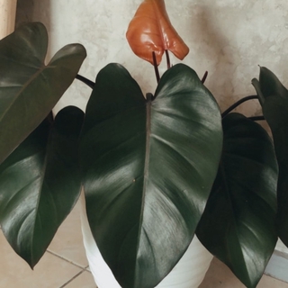 Philodendron Black Shopee Indonesia