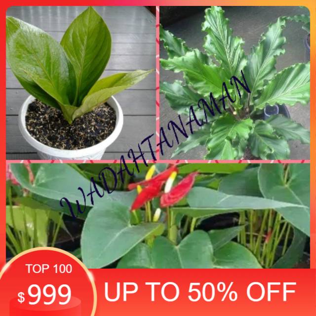PROMO PAKET 3 JENIS TANAMAN HIAS ANTHURIUM-COBRA JEMANI-MIKYMOUS-GELOMBANG CINTA