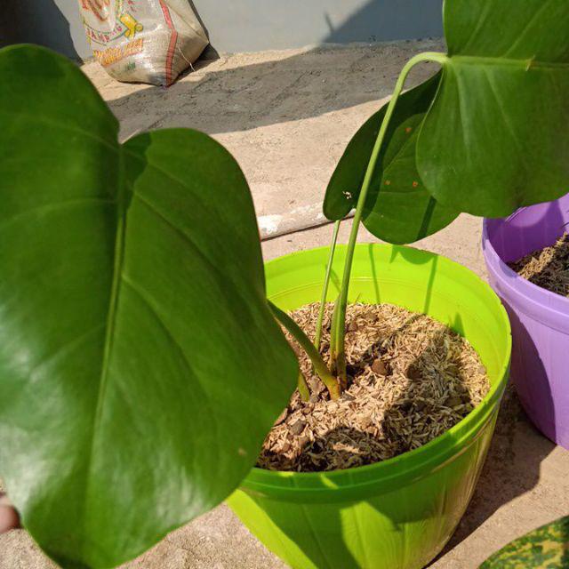  Tanaman  Hias  Monstera Tanaman  Hias  Indoor  Shopee Indonesia