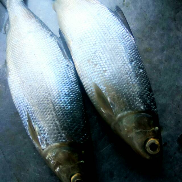 

Ikan bandeng segar 500 grm/ pasar hemat Bandung