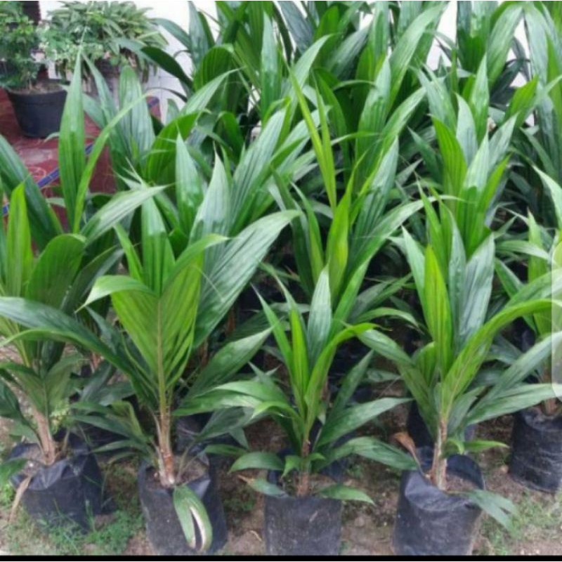 bibit pohon kelapa sawit/kelapa sawit minyak/