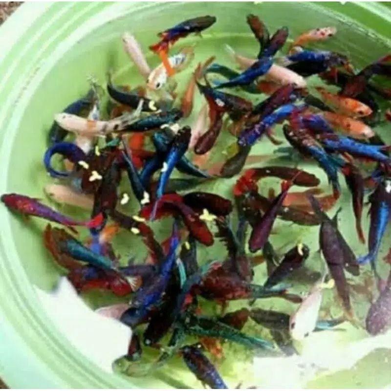 CUPANG ANAKAN NEMO MULTI COLOUR KOI NEMO GALAXY BETINA/JANTAN PROSES MUTASI UKURAN S
