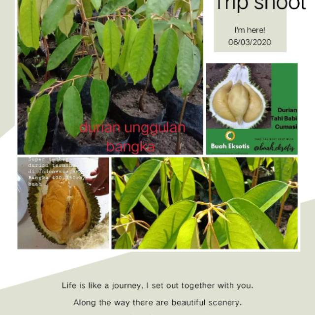 

Benih durian