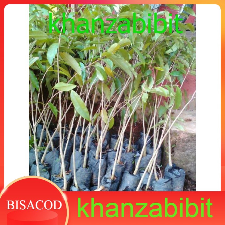 Asli 2Tanaman Bibit Pohon Gaharu Super Siap Tanam (KHANZA)