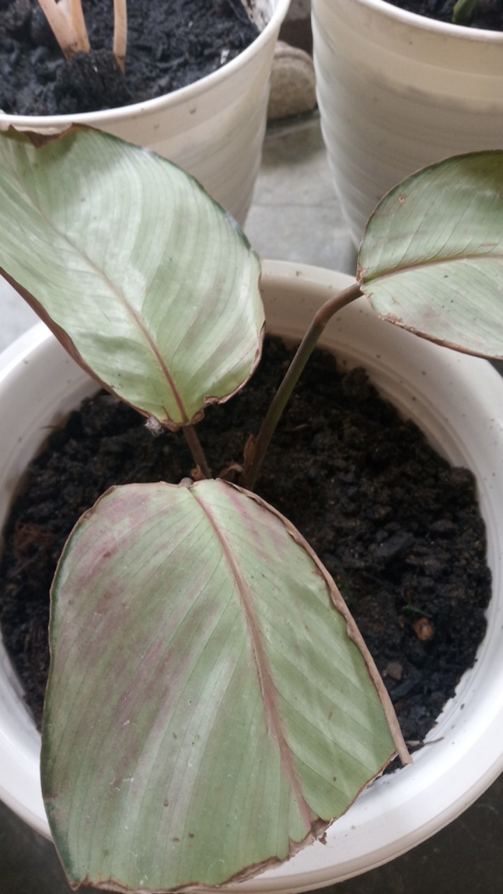 Tanaman Calathea Silver