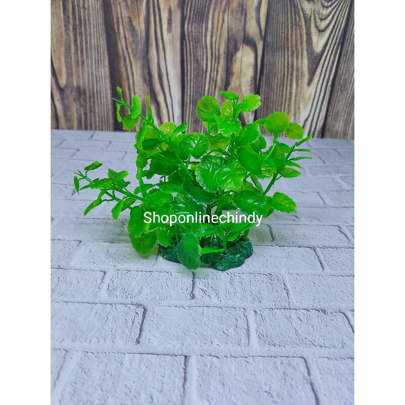 TANAMAN AQUARIUM/TANAMAN HIAS AQUARIUM