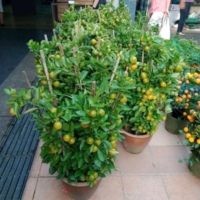 bibit jeruk Kasturi/lemon Cui(jeruk peras)