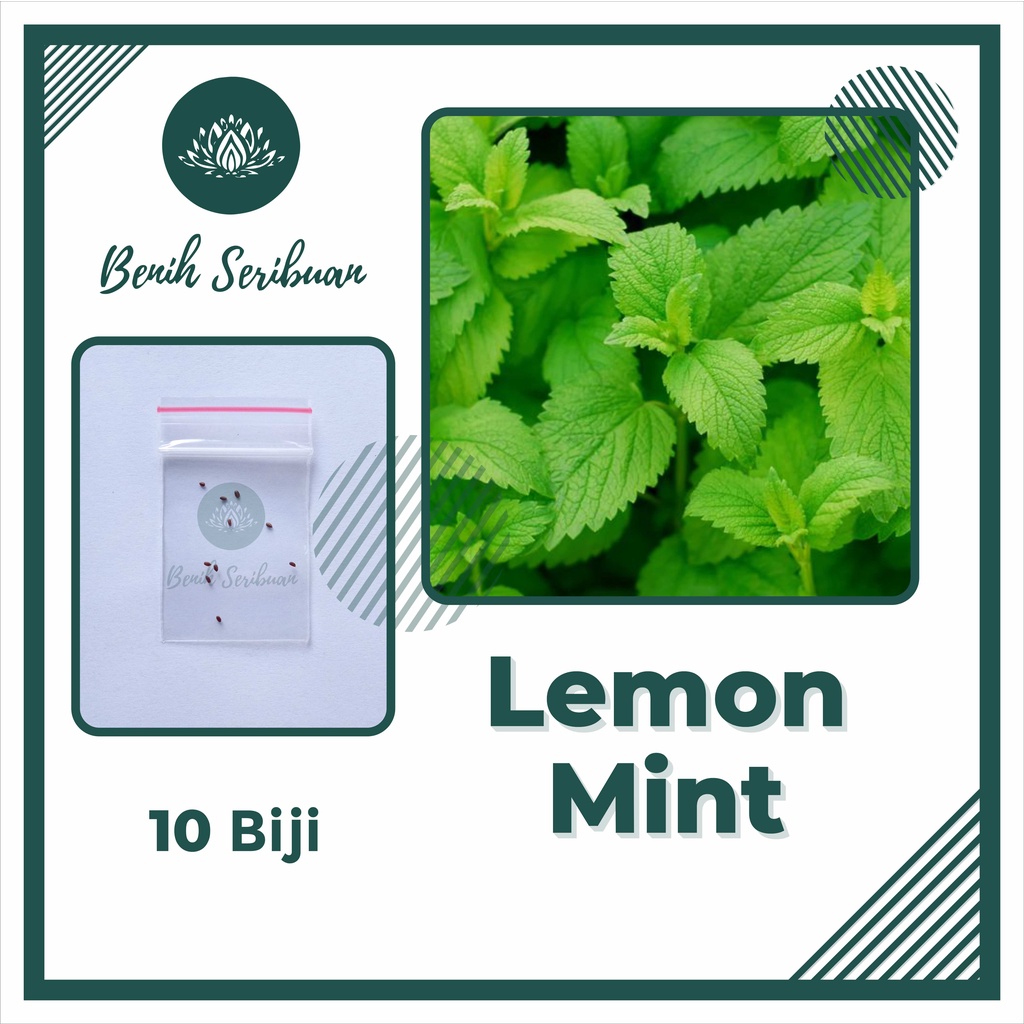 BS-BYL Benih Herbal Bibit Herb Herba Daun Mint Peppermint Lavender Basil Kale Kucai Coriander Parsley Alfalfa Grass-MINT LEMON MINT
