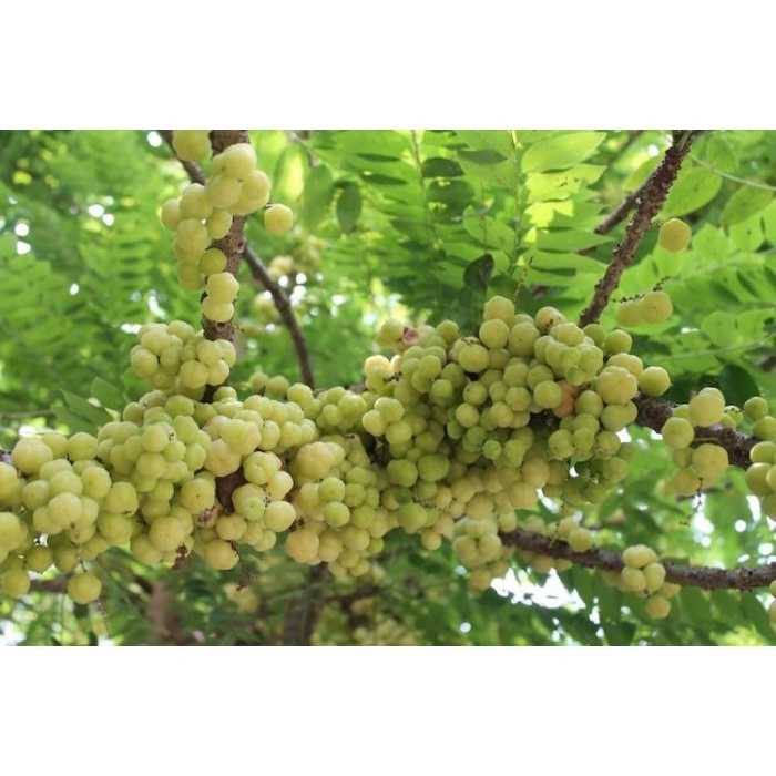 BIBIT CERMAI MANIS SUPER / BIBIT CERMAI OKULASI / BIBIT BUAH BUAHAN