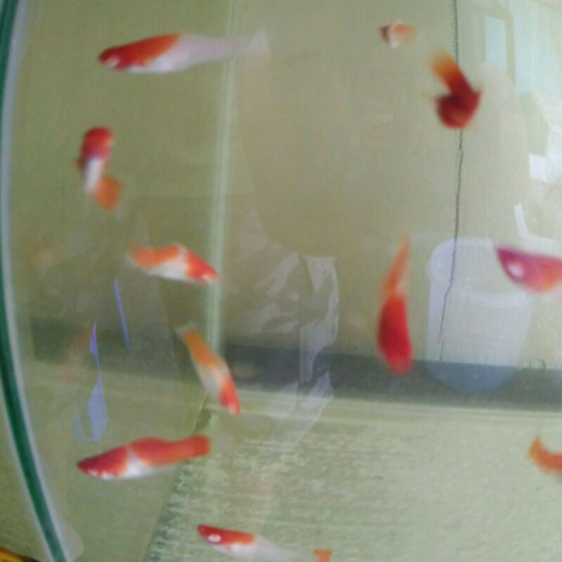 ikan platy Santa Claus