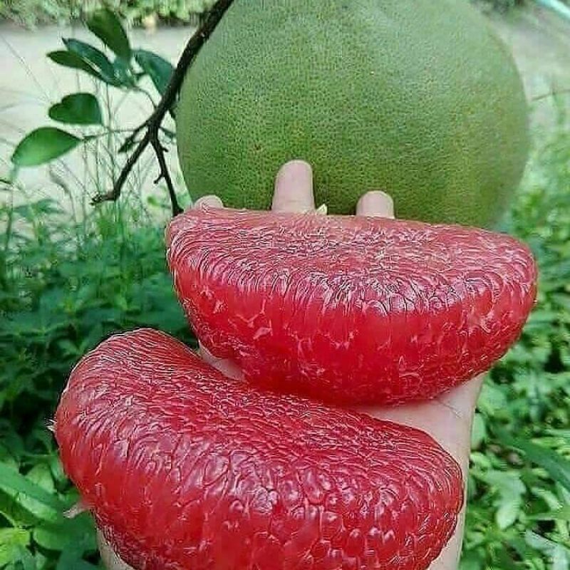 BIBIT JERUK PAMELO(jeruk bali okulasi)