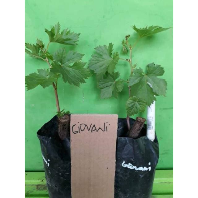 PROMO! Bibit Anggur Import Giovani Hasil Grafting