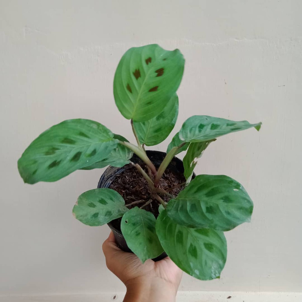 Bunga Kalatea Calathea Lenovero Cantik Murah Berkualitas