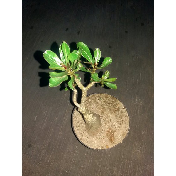 Jual  bibit bunga kamboja hitam black lady . gambar asli. spesial grafting panjang