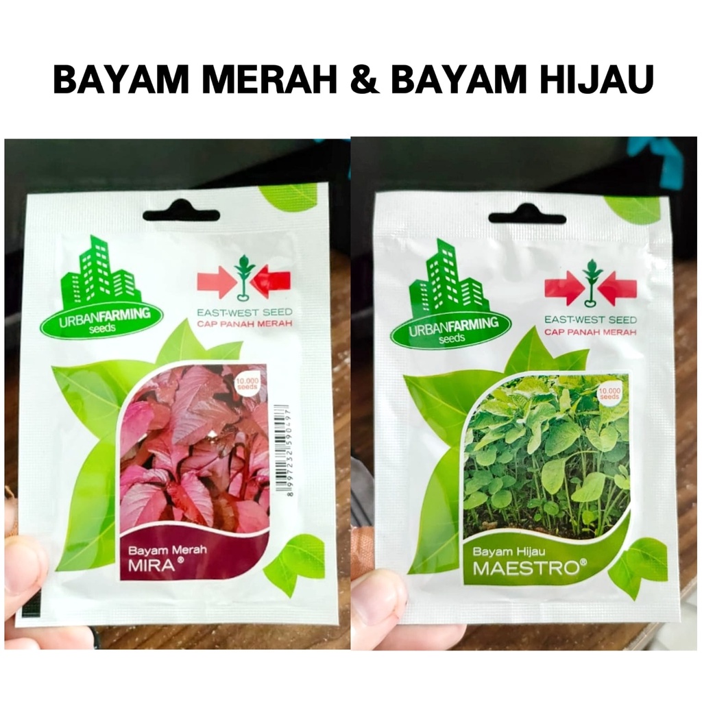 UF - benih bayam hijau MAESTRO - benih bayam merah MIRA - bayam belang RONA - benih sayuran - Urban Farming