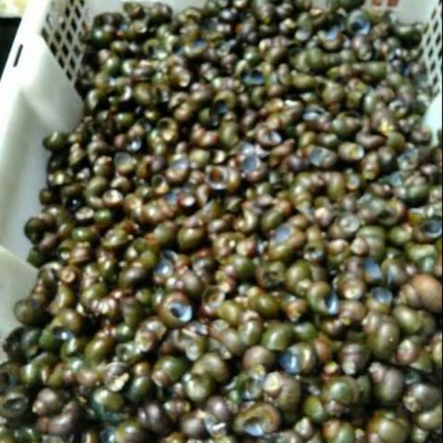 Tutut Sawah (Mentah) /kg