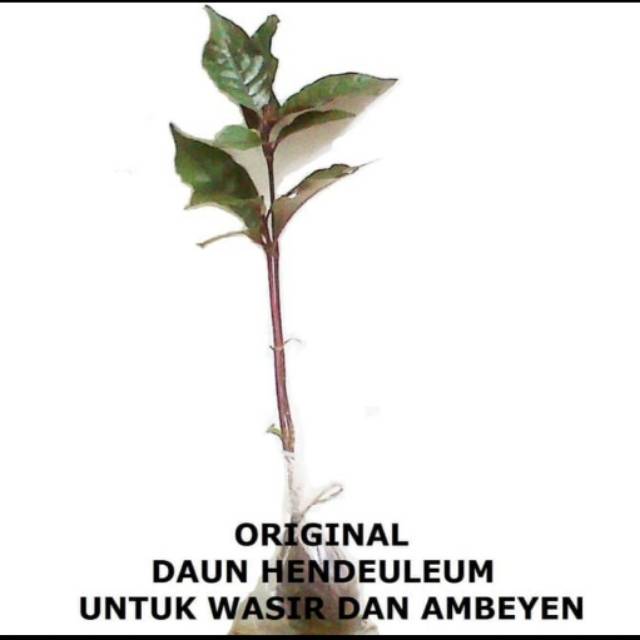 Bibit pohon handeuleum - daun ungu obat ambeyen