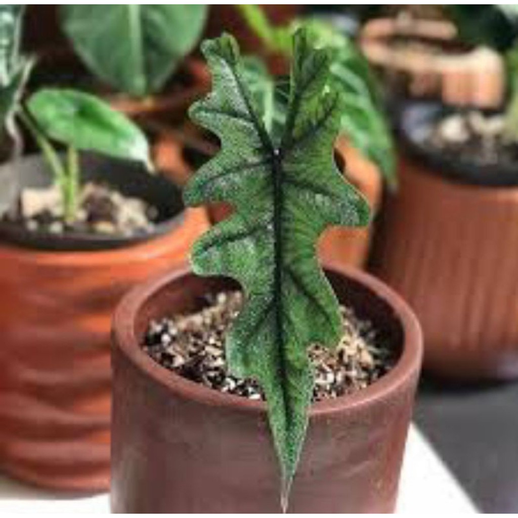 Alocasia Jacklyn Sp Sulawesi - Remaja - Alocasia Tanduk Rusa - Tanaman Hias Indoor