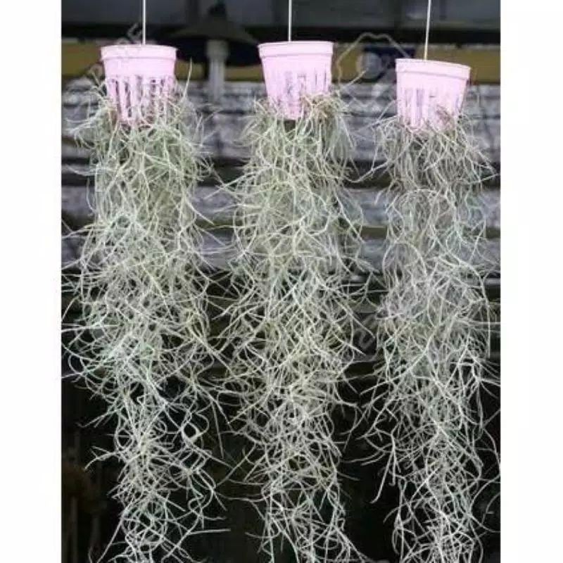 jenggot musa spanish moss