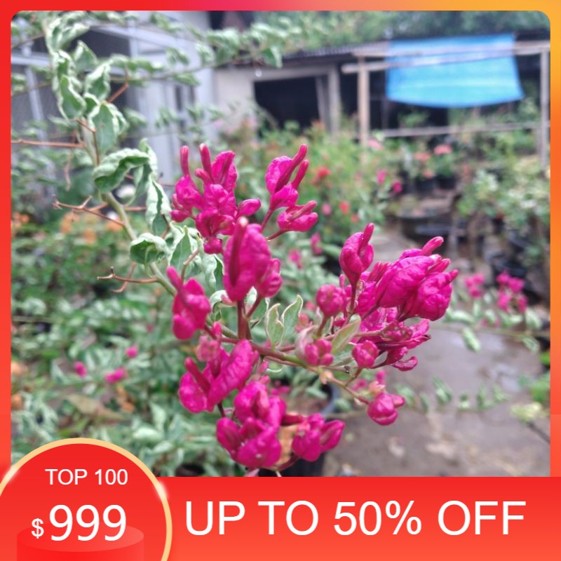 MURAH BANGET Bunga Bougenville Anggur Merah Fanta Id Import - Bunga Kertas Bugenvil