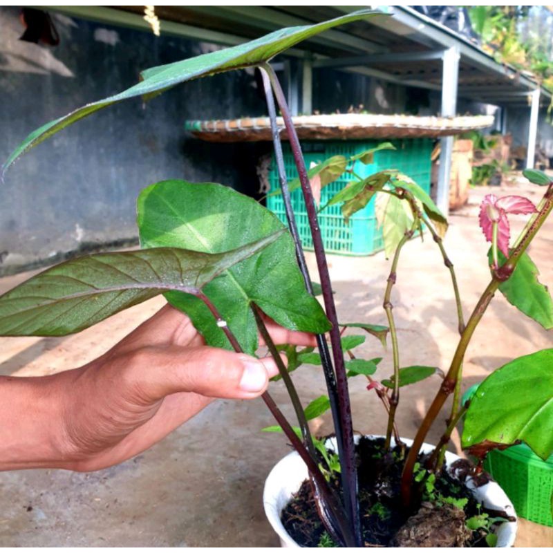 TANAMAN HIAS KELADI HITAM | KELADI BATANG HITAM DAUN HIJAU SEGAR