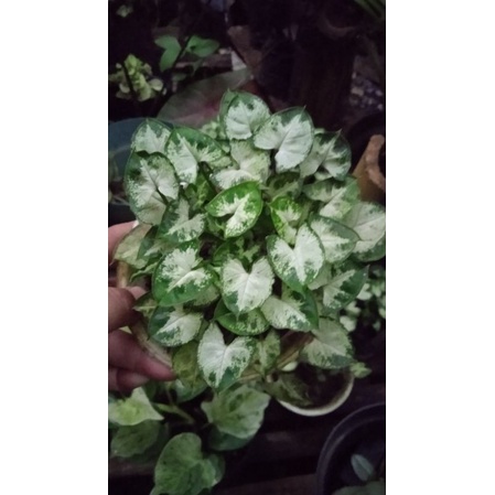 bunga singonium liliput